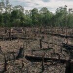 Cleared and burned forest with tree stumps and standing woodland