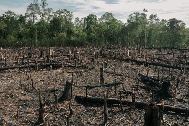 Cleared and burned forest with tree stumps and standing woodland