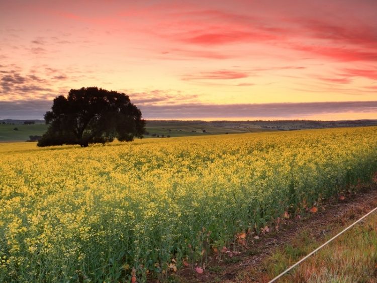 Yellow flowering crop field and lone tree beneath a vivid sunset sky