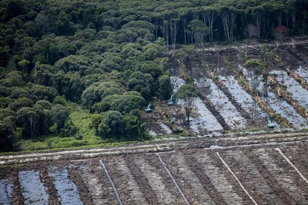 Aerial view of cleared, waterlogged fields beside dense tropical forest