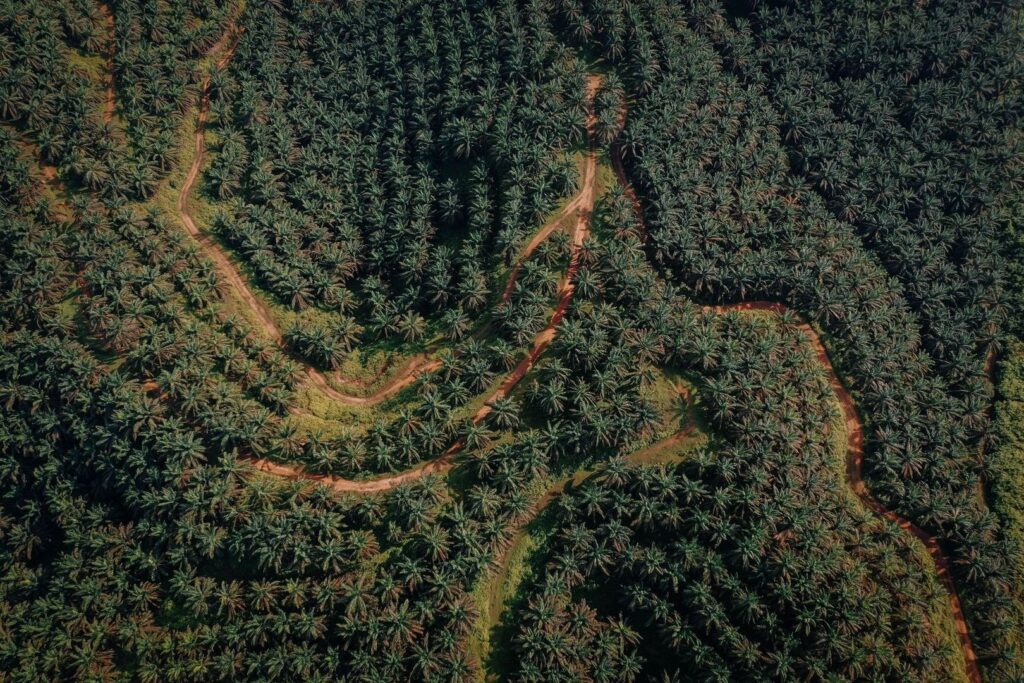 Aerial view of a dense palm plantation crossed by dirt roads
