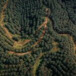 Aerial view of a dense palm plantation crossed by dirt roads