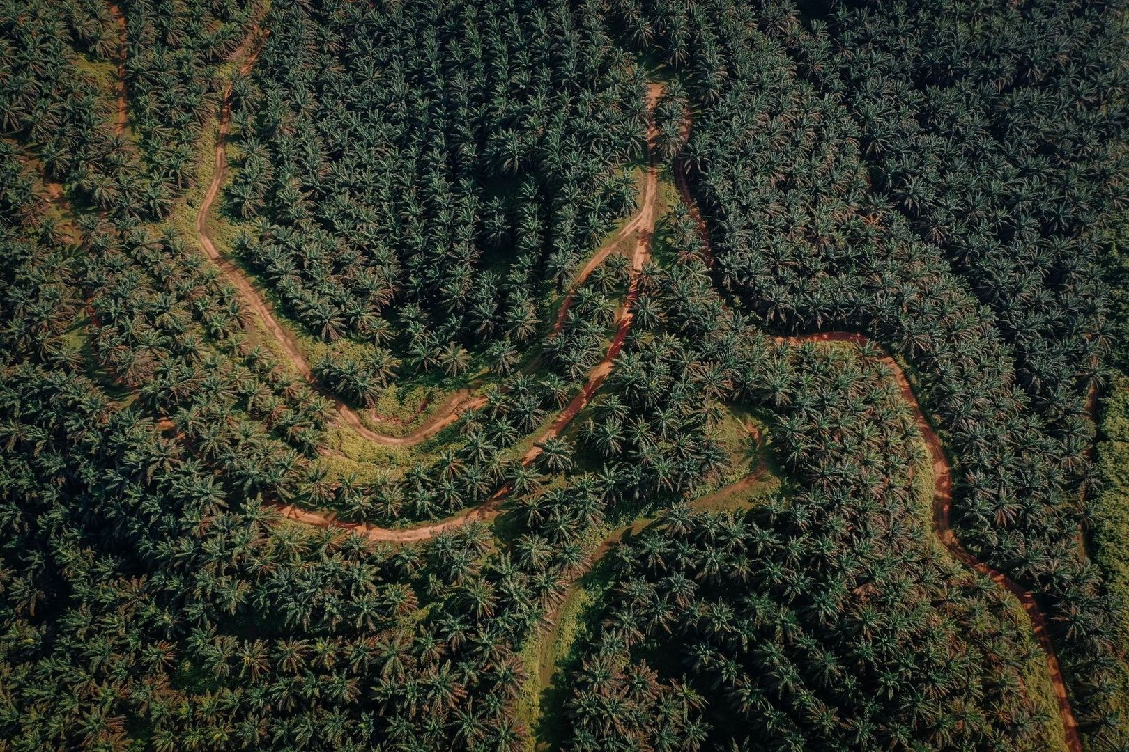 Aerial view of a dense palm plantation crossed by dirt roads