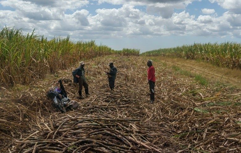 Three people beside a motorcycle in a harvested sugarcane field